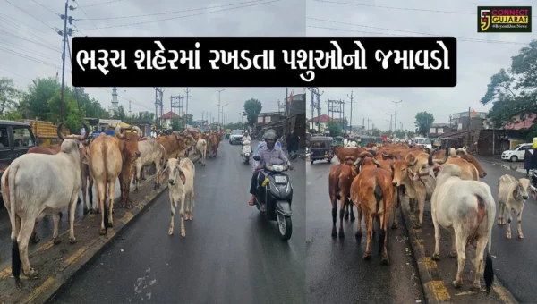 ભરૂચ: પશ્ચિમ વિસ્તારમાં સંતોષી વસાહત નજીક 100 ગાયનો મુખ્યમાર્ગ પર અડિંગો, સ્થાનિકોમાં અકસ્માતનો ભય