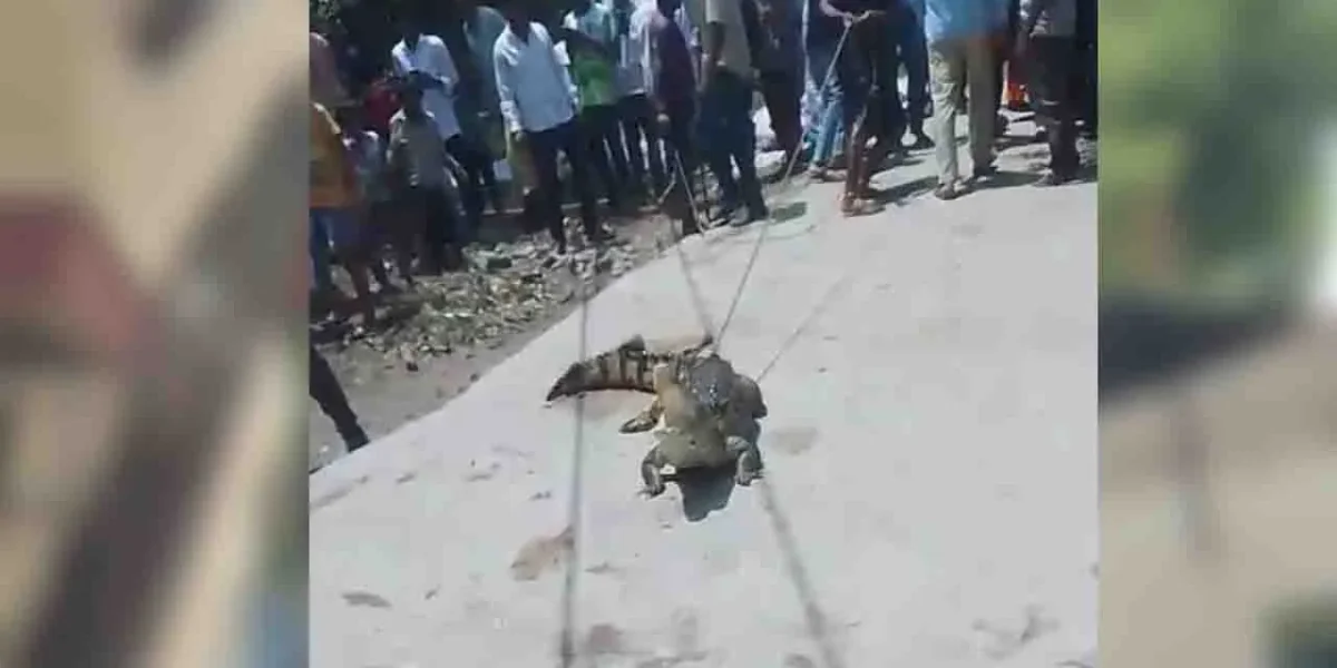 ભરૂચ: હાંસોટના શેરા ગામના તળાવમાંથી મગર પકડાયો, વન વિભાગે સુરક્ષિત જગ્યાએ છોડી મુકવા તજવીજ હાથ ધરી