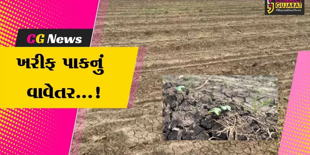 ભરૂચ : વરસાદની શરૂઆત સાથે જ ખેડૂતો ખરીફ પાકના વાવેતરમાં જોડાયા,730 હેકટરથી વધુ પિયત કપાસનું કરાયું વાવતેર