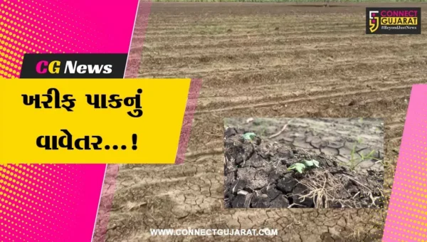 ભરૂચ : વરસાદની શરૂઆત સાથે જ ખેડૂતો ખરીફ પાકના વાવેતરમાં જોડાયા,730 હેકટરથી વધુ પિયત કપાસનું કરાયું વાવતેર