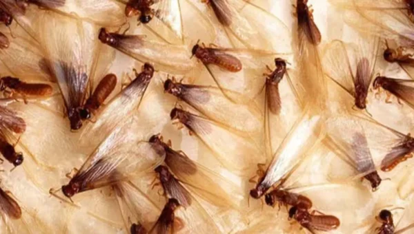 વરસાદી કીટકો-જીવડાંને ભગાડવાના નેચરલ ઉપાયો, ચોમાસામાં સ્વાસ્થ્ય રહેશે સારું