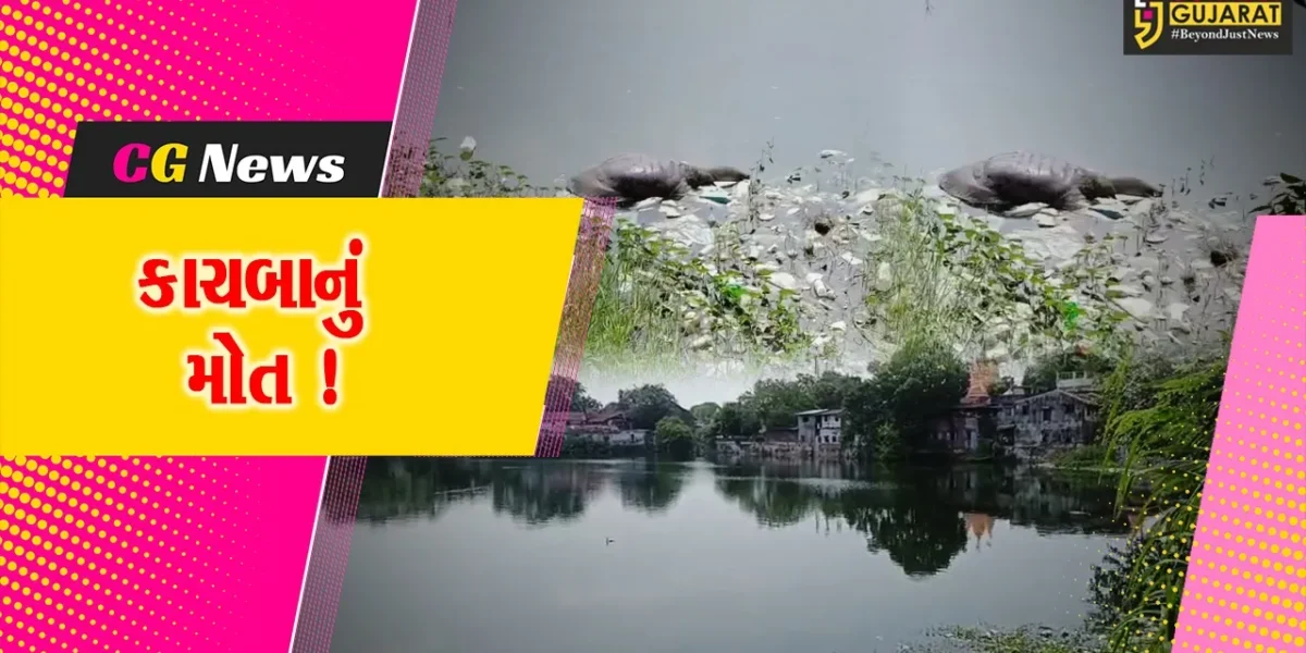 ભરૂચ: ઐતિહાસિક રતન તળાવમાં વધુ એક કાચબાનું મોત, સ્થાનિકોએ તંત્ર સામે રોષ વ્યકત કર્યો