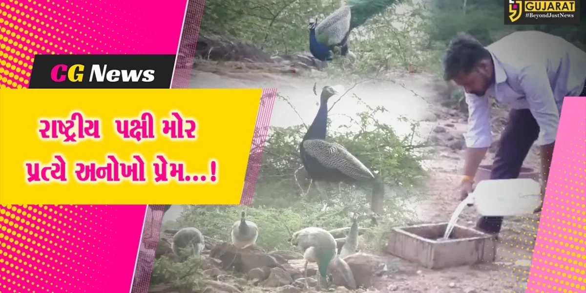 સુરેન્દ્રનગર : મૂળીના પ્રકૃતિ પ્રેમીનો રાષ્ટ્રીય પક્ષી મોર ઉછેર માટેનો સેવાયજ્ઞ,12 વર્ષમાં 40થી વધુ મોરનો કર્યો છે ઉછેર