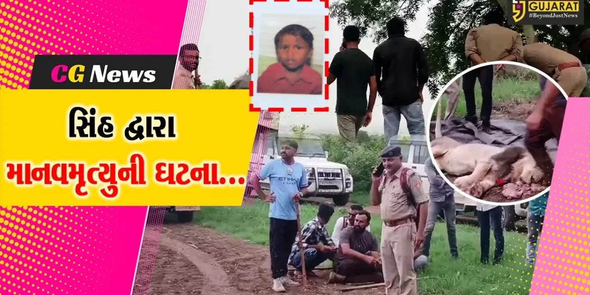 અમરેલી : થોરડી ગામે સિંહે ફાડી ખાતા 6 વર્ષીય બાળકનું કરૂણ મોત, વન વિભાગે સિંહને ટ્રેન્ક્યુલાઈઝરથી બેભાન કરી પાંજરે પુર્યો