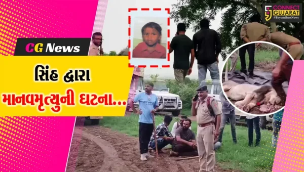 અમરેલી : થોરડી ગામે સિંહે ફાડી ખાતા 6 વર્ષીય બાળકનું કરૂણ મોત, વન વિભાગે સિંહને ટ્રેન્ક્યુલાઈઝરથી બેભાન કરી પાંજરે પુર્યો