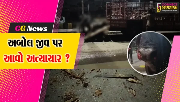 ભરૂચ: નગરપાલિકાની ઢોર પકડનાર ટીમ દ્વારા અત્યંત ક્રૂર અત્યાચાર કરાયો, વિડીયો બહાર આવતા ખળભળાટ