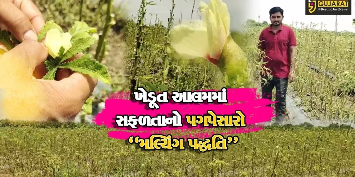 અંકલેશ્વર : અત્યાધુનિક મલ્ચિંગ પદ્ધતિથી જુના બોરભાઠા બેટ ગામના પ્રગતિશીલ ખેડૂતે કરી ભીંડા-ચોળી-મકાઇની સફળ ખેતી