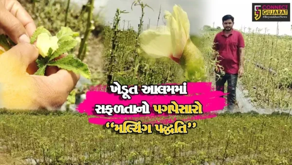 અંકલેશ્વર : અત્યાધુનિક મલ્ચિંગ પદ્ધતિથી જુના બોરભાઠા બેટ ગામના પ્રગતિશીલ ખેડૂતે કરી ભીંડા-ચોળી-મકાઇની સફળ ખેતી