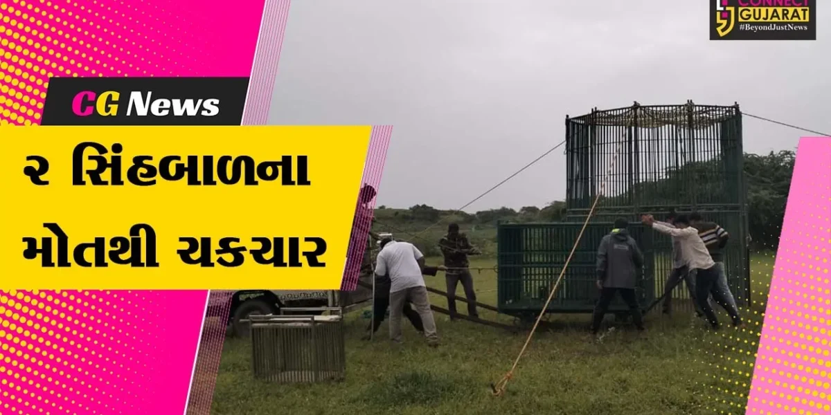 અમરેલી : ભેદી રોગચાળાથી 2 સિંહબાળના મોત, સિંહના સમૂહનું રેસક્યુ કરી વન વિભાગ દ્વારા તપાસ…