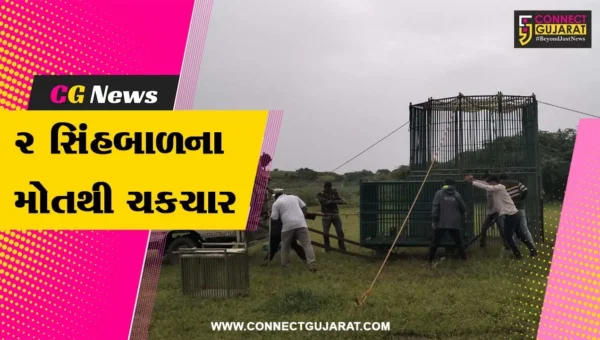 અમરેલી : ભેદી રોગચાળાથી 2 સિંહબાળના મોત, સિંહના સમૂહનું રેસક્યુ કરી વન વિભાગ દ્વારા તપાસ…