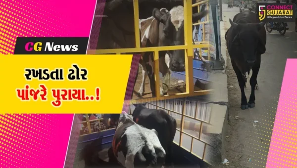 ભરૂચ : જંબુસર નગરમાં રખડતા ઢોરનો ત્રાસ યથાવત, પાલિકા તંત્રએ પશુપાલકો સામે તવાઈ બોલાવી…