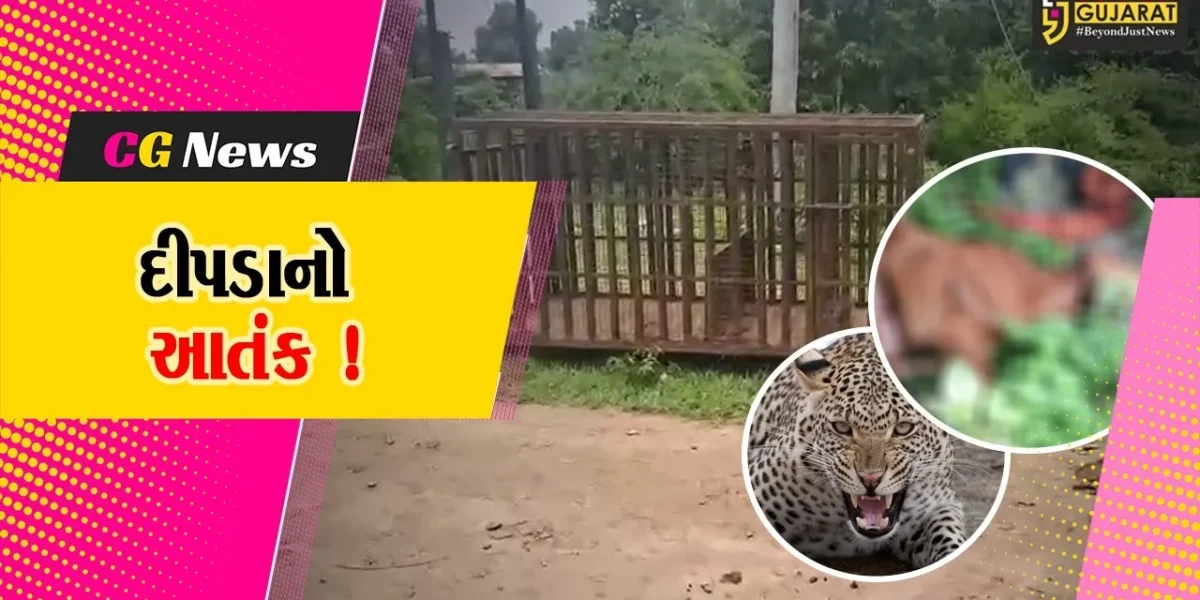 ભરૂચ: જંબુસરના વડદલા ગામે દીપડાએ 3 પશુઓનો કર્યો શિકાર, વન વિભાગે પાંજરૂ ગોઠવ્યું