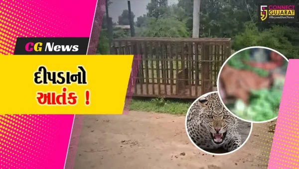 ભરૂચ: જંબુસરના વડદલા ગામે દીપડાએ 3 પશુઓનો કર્યો શિકાર, વન વિભાગે પાંજરૂ ગોઠવ્યું