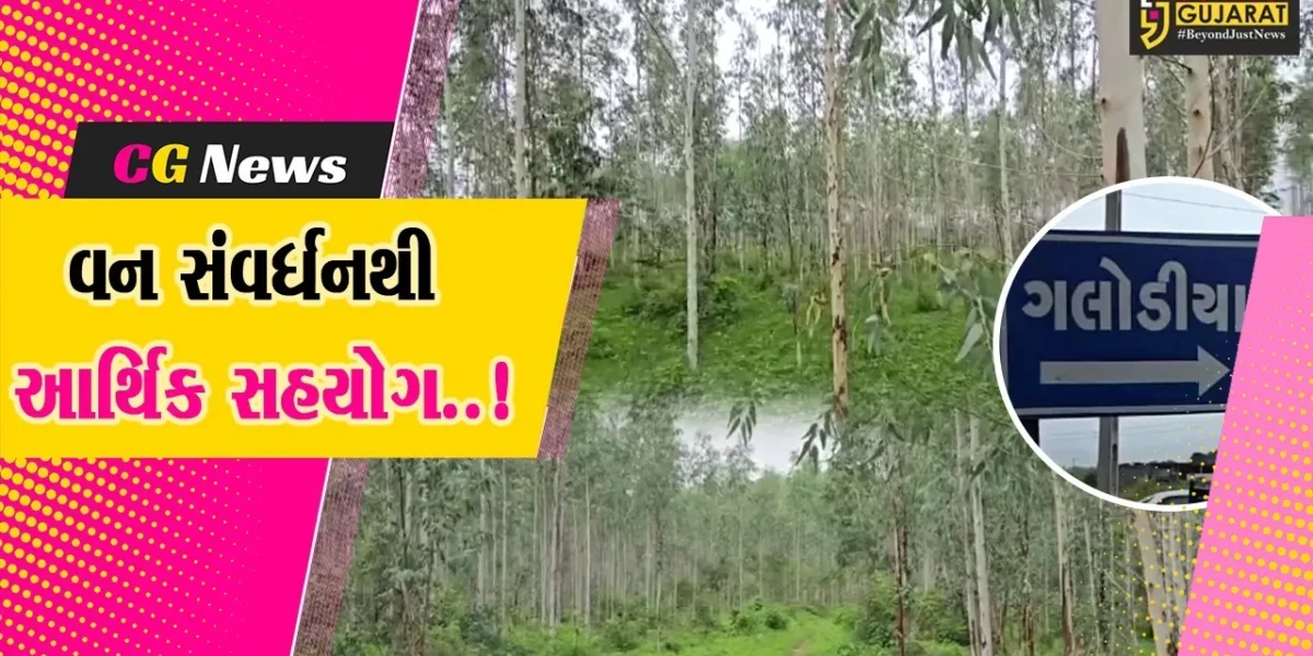 સાબરકાંઠા : ગલોડિયા ગામમાં વનીકરણને પ્રોત્સાહન આપતા નિલગિરીના હજારો વૃક્ષો, ગ્રામ પંચાયતે મેળવી અલાયદા આવક…