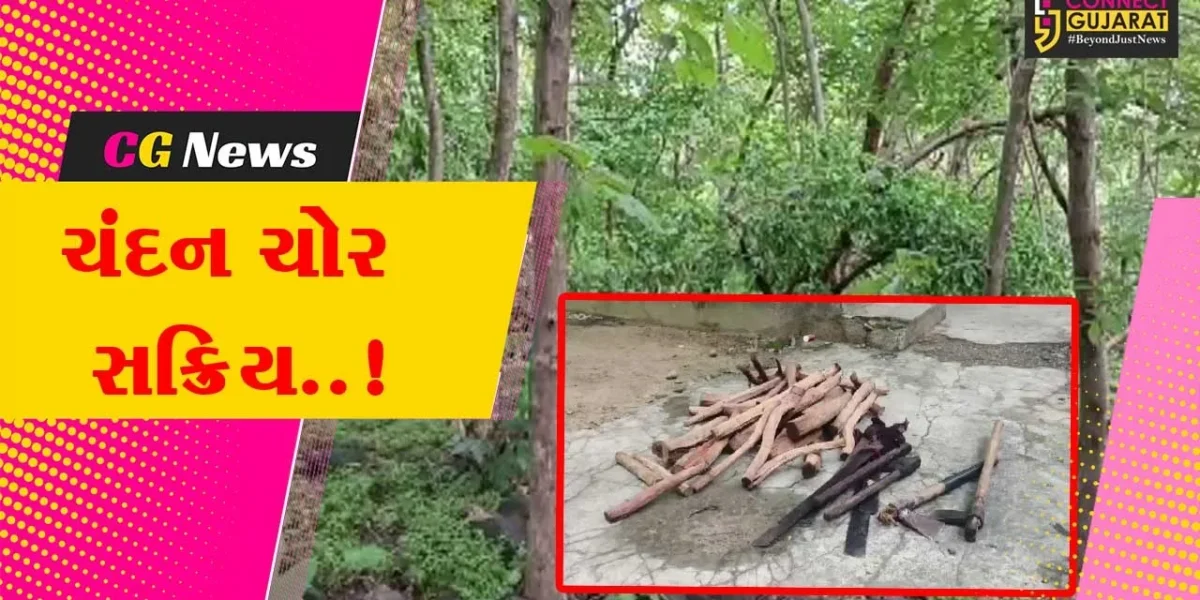 જુનાગઢ : ગિરનારના પહાડી વિસ્તારમાંથી ચંદનના વૃક્ષોની ચોરી, ચંદન ચોરોને પકડવા જતાં વનકર્મીઓ પર હુમલો…