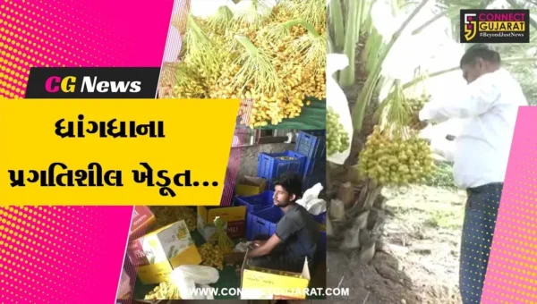 સુરેન્દ્રનગર : ઇઝરાયલ બારાહી ખારેકની પ્રાકૃતિક ખેતી થકી બમણી આવક મેળવતા ધ્રાંગધ્રાના પ્રગતિશીલ ખેડૂતો…