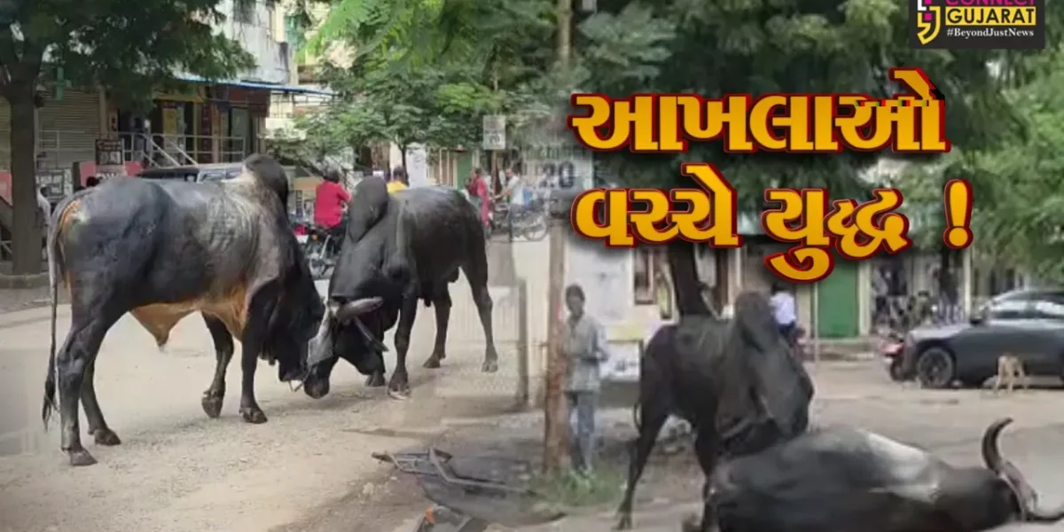 અંકલેશ્વર: ભડકોદ્રા ગામના મુખ્ય માર્ગ પર 2 આખલાઓ વચ્ચે યુદ્ધ, વાહનચાલકોમાં નાસભાગ