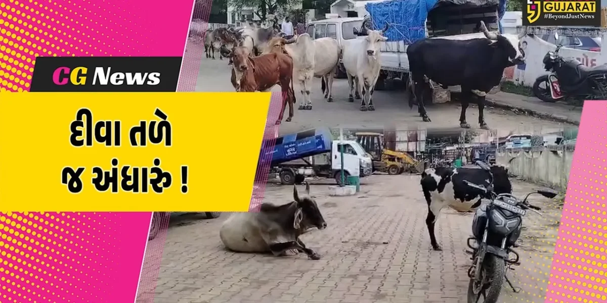ભરૂચ: આમોદ નગરપાલિકા કચેરી બહાર જ રખડતા પશુઓનો અડિંગો, રખડતા ઢોરનો ત્રાસ ક્યારે થશે દૂર?