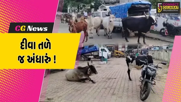 ભરૂચ: આમોદ નગરપાલિકા કચેરી બહાર જ રખડતા પશુઓનો અડિંગો, રખડતા ઢોરનો ત્રાસ ક્યારે થશે દૂર?