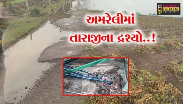 અમરેલીમાં તારાજી..! : વડીયામાં વરસેલા ભારે વરસાદના કારણે પાકને મોટું નુકશાન, બગસરામાં વીજળી ત્રાટકતા વીજ ઉપકરણો ફૂંકાયા…
