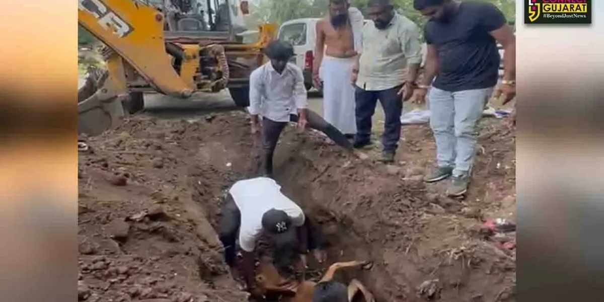ભરૂચ: ગરૂડ સેના દ્વારા અકસ્માતમાં મૃત્યુ પામેલ ગાય માતાના અંતિમ સંસ્કાર કરાયા