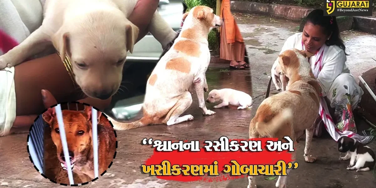 ભાવનગર : શ્વાનના રસીકરણ અને ખસીકરણ મુદ્દે વિવાદ, એજન્સીની કામગીરીને લઈને NGOના ગંભીર આક્ષેપ