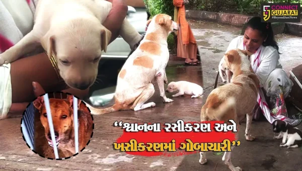 ભાવનગર : શ્વાનના રસીકરણ અને ખસીકરણ મુદ્દે વિવાદ, એજન્સીની કામગીરીને લઈને NGOના ગંભીર આક્ષેપ
