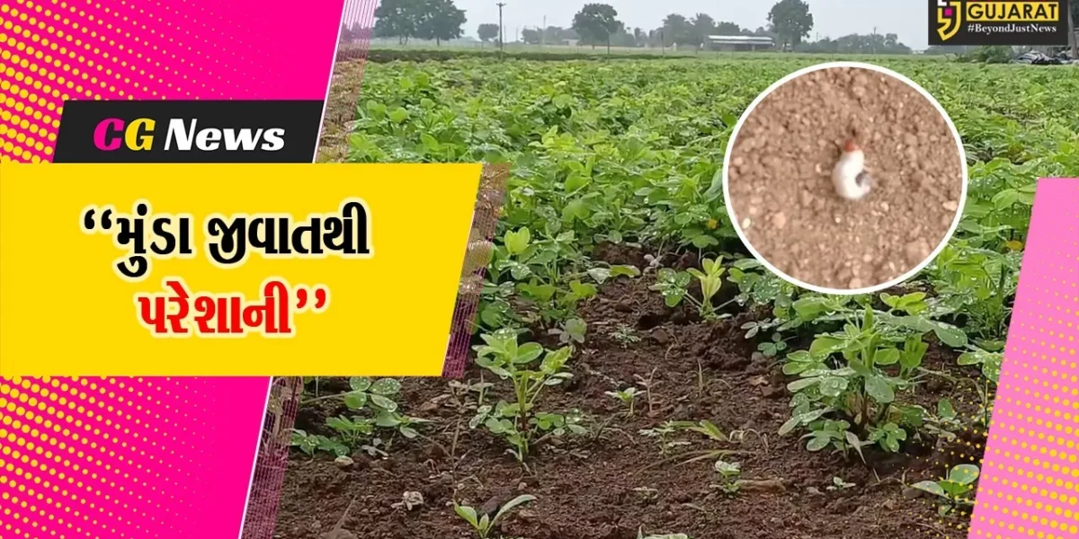જૂનાગઢ : મગફળીના પાકમાં મુંડા જીવાતના ત્રાસથી ખેડૂતો પરેશાન, સરકાર પાસે સહાયની અપીલ