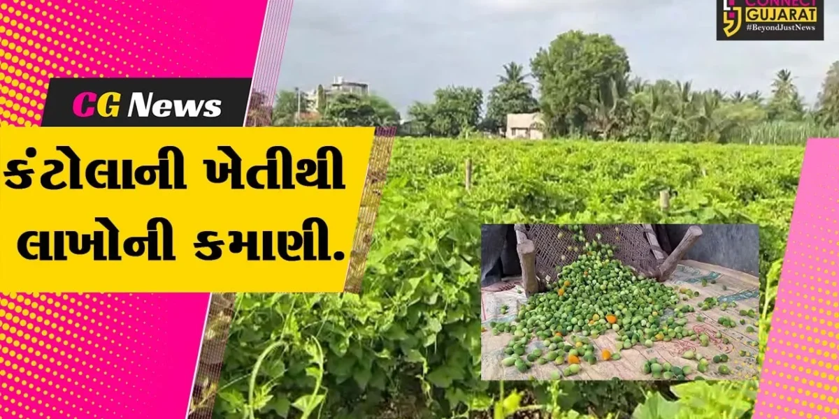 જુનાગઢ : “મીઠા કારેલા” તરીકે ઓળખાતા કંટોલાની માંગરોળના પ્રગતિશીલ ખેડૂતે કરી બતાવી સફળ ખેતી…