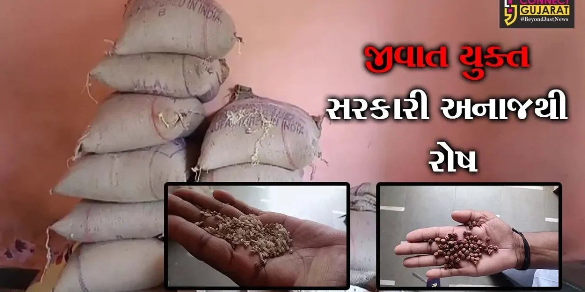 પંચમહાલ : કાલોલમાં સરકારી અનાજના ગોડાઉનથી વિતરણ થયેલ મધ્યાહન ભોજનનો જથ્થો સડેલો નીકળતા રોષ