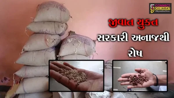 પંચમહાલ : કાલોલમાં સરકારી અનાજના ગોડાઉનથી વિતરણ થયેલ મધ્યાહન ભોજનનો જથ્થો સડેલો નીકળતા રોષ