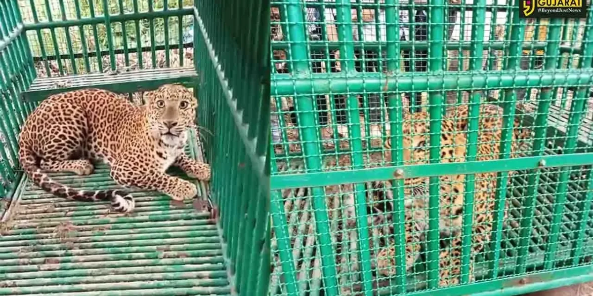 ભરૂચ: ઝઘડિયાના ઉમધરા ગામની સીમમાંથી દીપડો પાંજરે પુરાયો, ગ્રામજનોએ અનુભવ્યો હાશકારો