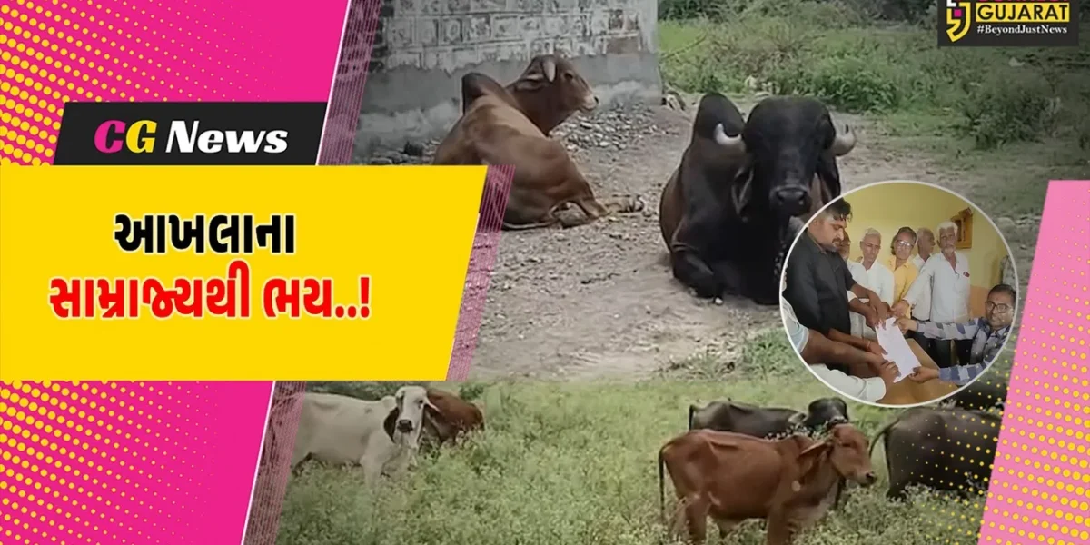 અમરેલી : સિંહ નહીં, રેઢિયાળ આખલાઓના ત્રાસથી સીમરણ ગામની શેરીઓ સૂમસામ, આખલાઓથી ખેતી-પાકને પણ મોટું નુકશાન…