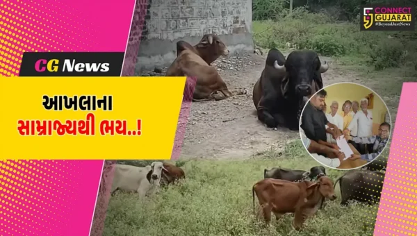 અમરેલી : સિંહ નહીં, રેઢિયાળ આખલાઓના ત્રાસથી સીમરણ ગામની શેરીઓ સૂમસામ, આખલાઓથી ખેતી-પાકને પણ મોટું નુકશાન…