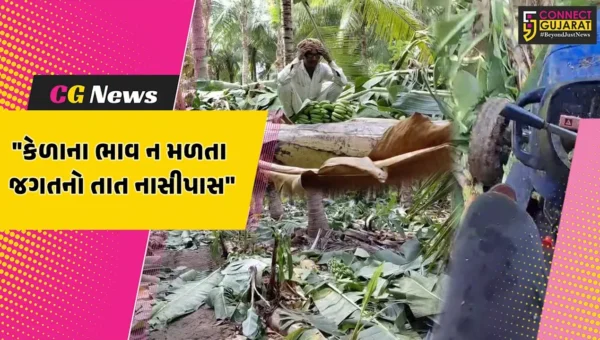 ભાવનગર : કેળાના ભાવ ન મળતા ધરતી પુત્રોમા નિરાશા છવાય,ખેડૂતે 25 વીઘામાં ઉભા પાક પર ટ્રેક્ટર ફેરવીને નાશ કર્યો
