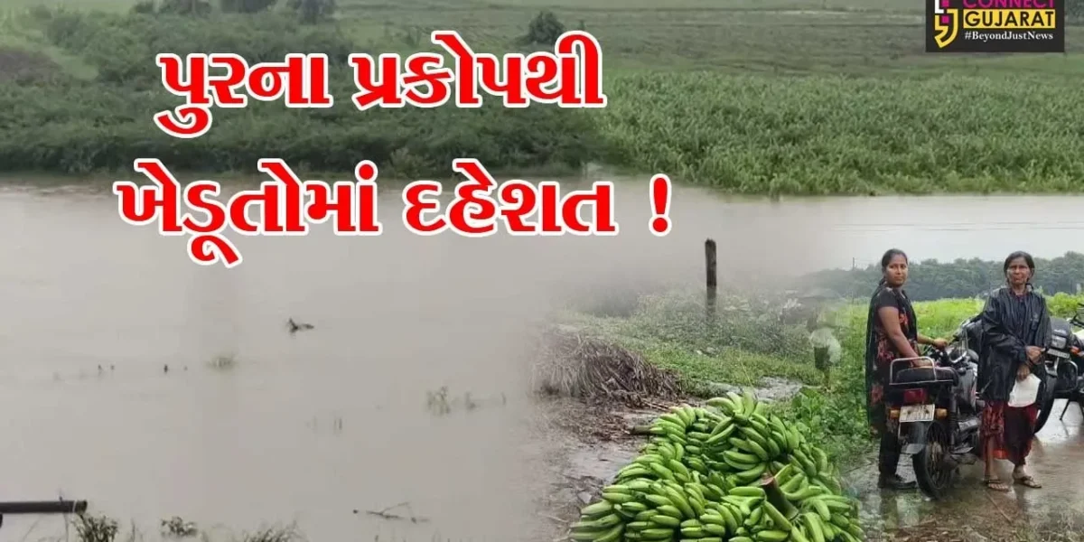 અંકલેશ્વર: નર્મદા નદીનું જળસ્તર વધતા ખેડૂતોમાં લલાટે ચિંતાની લકીર, ઉભો પાક બચાવવા જહેમત