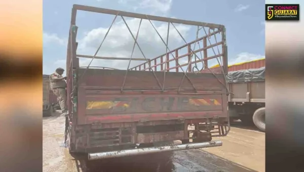ભરૂચ: NH 48 પર મુલદ નજીક ટેમ્પામાં ગેરકાયદેસર રીતે લઈ જવાતા 29 પાડાને પોલીસે મુક્ત કરાવ્યા, રૂ.12.90 લાખનો મુદ્દામાલ જપ્ત