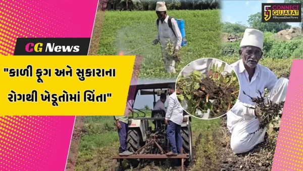 ગીર સોમનાથ: વેરાવળમાં મગફળીના પાકમાં કાળી ફૂગ અને સુકારાના રોગથી ખેડૂતોમાં વધી ચિંતા
