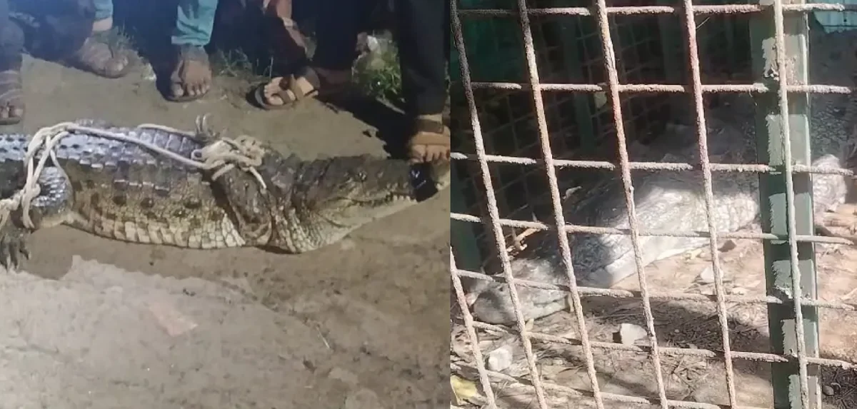 ભરૂચ: આમોદ નજીક ઢાઢર નદીમાં પુરના પાણી ઓસરતા જ મગરોનો આતંક, 3 દિવસમાં 2 મગરનું રેસ્ક્યુ કરાયુ