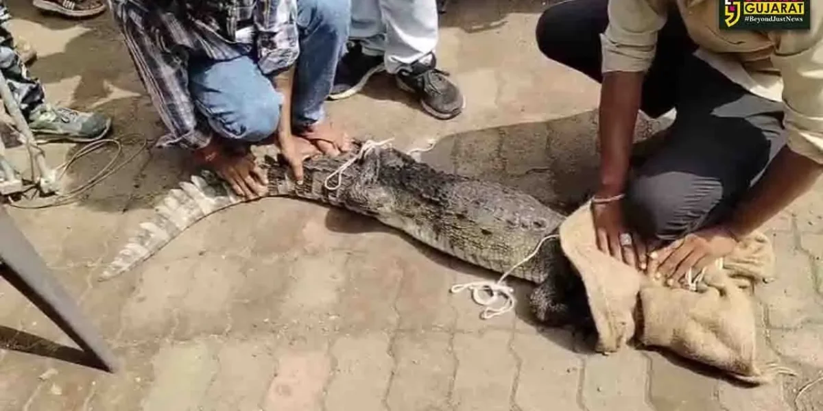 ભરૂચ:નેત્રંગના ઉંડી વિસ્તારમાં મકાનમાં મગર ઘુસી જતા દોડધામ, વનવિભાગની ટીમે કર્યું રેસ્ક્યુ ઓપરેશન