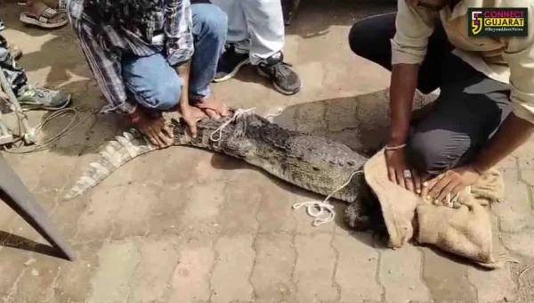 ભરૂચ:નેત્રંગના ઉંડી વિસ્તારમાં મકાનમાં મગર ઘુસી જતા દોડધામ, વનવિભાગની ટીમે કર્યું રેસ્ક્યુ ઓપરેશન