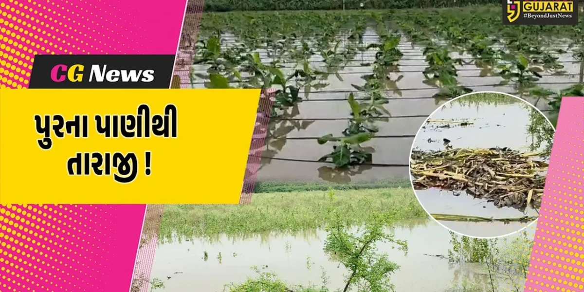 અંકલેશ્વર: પુરના પાણીથી કાંઠા વિસ્તારમાં શાકભાજીના પાકને વ્યાપક નુકશાન, ખેડૂતોની વળતરની માંગ