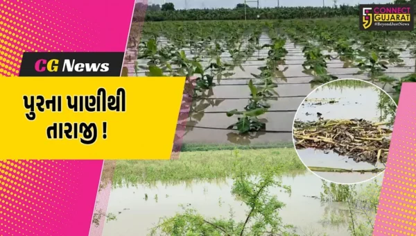 અંકલેશ્વર: પુરના પાણીથી કાંઠા વિસ્તારમાં શાકભાજીના પાકને વ્યાપક નુકશાન, ખેડૂતોની વળતરની માંગ