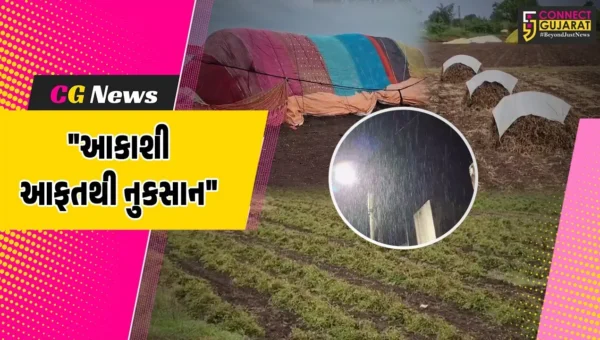 જૂનાગઢ : ખેડૂતો માટે આકાશી આફત બની સમસ્યારૂપ,કમોસમી વરસાદને પગલે મગફળીના પાકને વ્યાપક નુકસાન