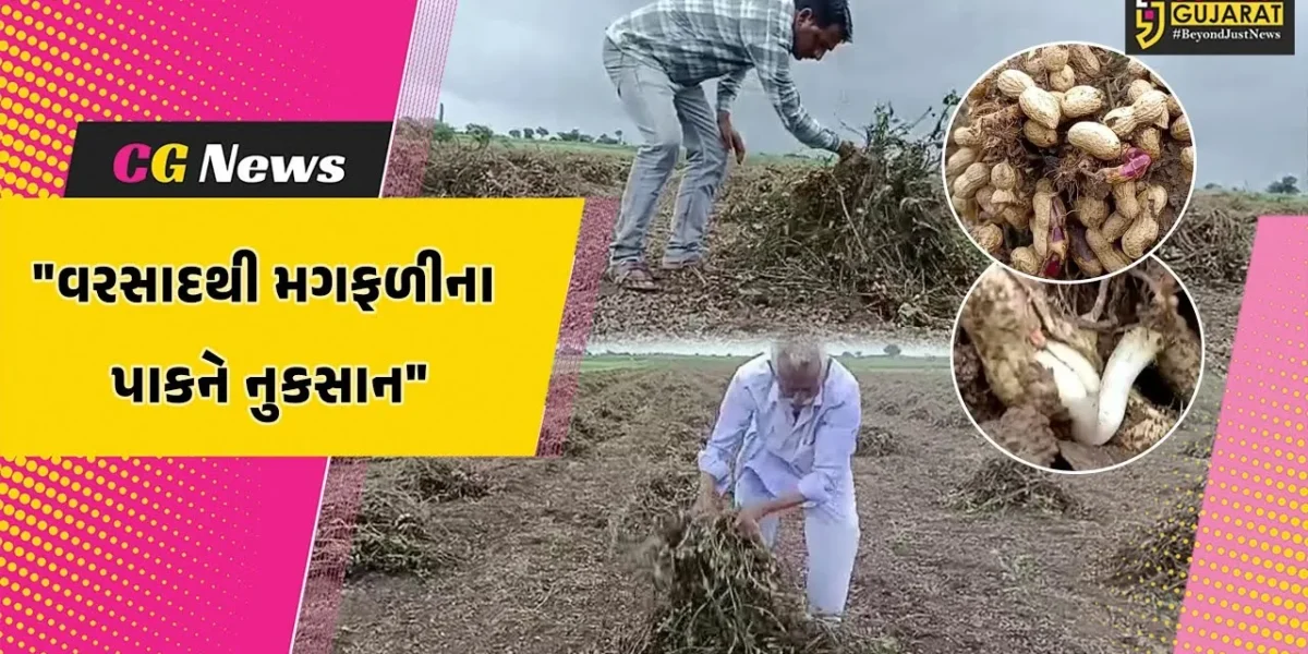 અમરેલી : અવિરત વરસેલા વરસાદમાં મગફળીના પાકને નુકસાન,કાપણી કરીને પાથરેલો જથ્થો પલળી જતા ખેડૂતો ચિંતિત