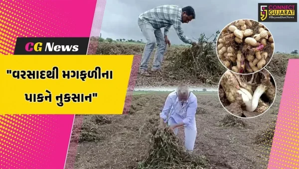 અમરેલી : અવિરત વરસેલા વરસાદમાં મગફળીના પાકને નુકસાન,કાપણી કરીને પાથરેલો જથ્થો પલળી જતા ખેડૂતો ચિંતિત