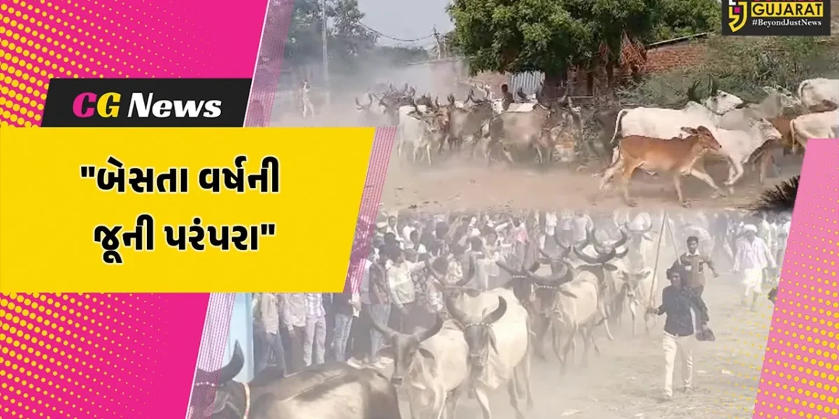 સુરેન્દ્રનગર : બેસતા વર્ષની જૂની પરંપરા આજે પણ છે જીવંત,ગાયોના ધણને દોડાવીને વડીલો ગામ માટે સારા શુકનની કરે છે આગાહી