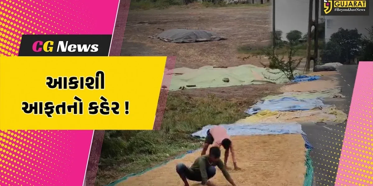 અંકલેશ્વર: ખેતરમાંથી ડાંગરનો પાક કાઢી રસ્તા પર સુક્વ્યો, કમોસમી વરસાદમાં એ પણ પલળી જતા ખેડૂતોની કફોડી હાલત !