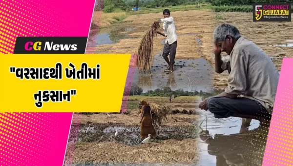 છોટાઉદેપુર : કમોસમી વરસાદને પગલે ખેતીના પાકને વ્યાપક નુકસાન,સરકાર પાસે રાહત પેકેજની માંગ કરતા ખેડૂતો