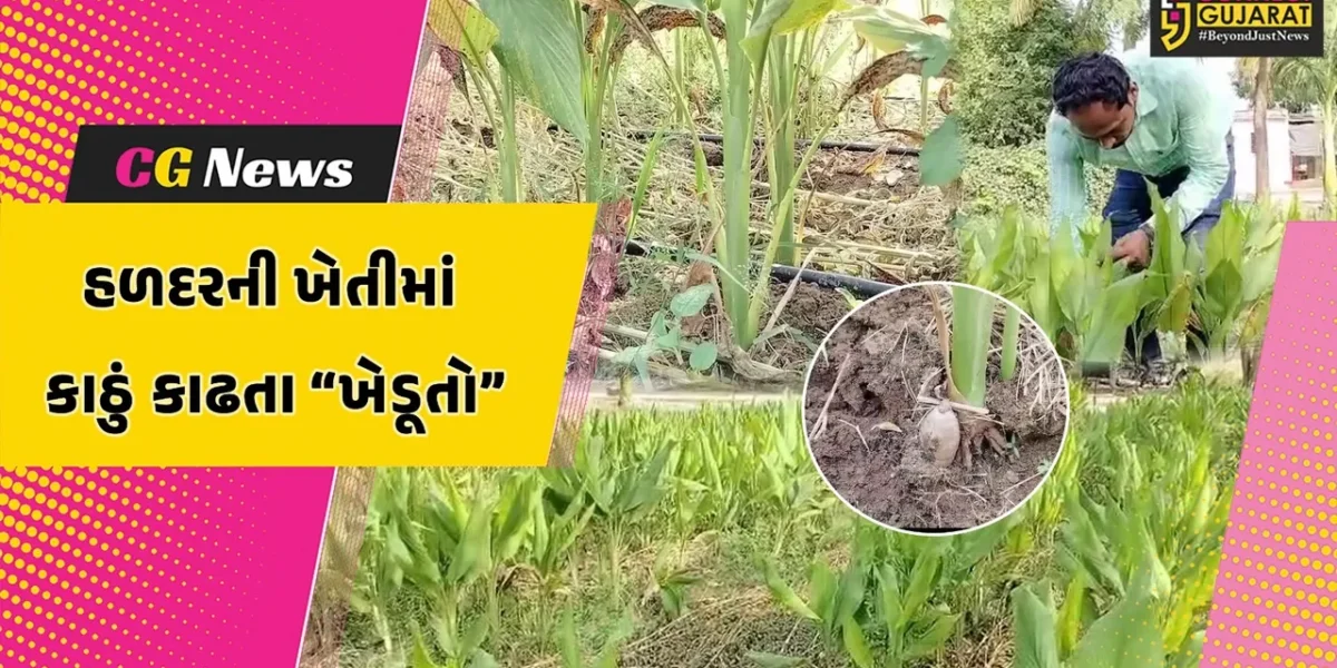 બનાસકાંઠા : ડીસા કૃષિ વિજ્ઞાન કેન્દ્રના વૈજ્ઞાનિકો માર્ગદર્શન હેઠળ હળદરની ખેતીમાં કાઠું કાઢતા “ખેડૂતો”